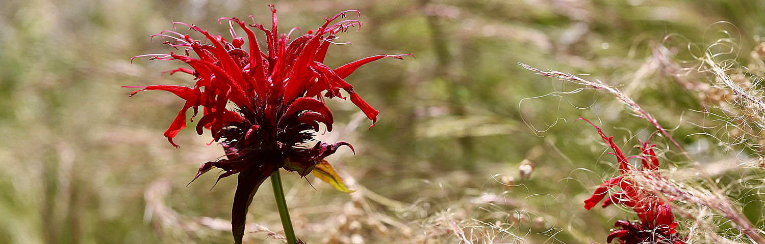 MONARDA CRANBERRY LACE