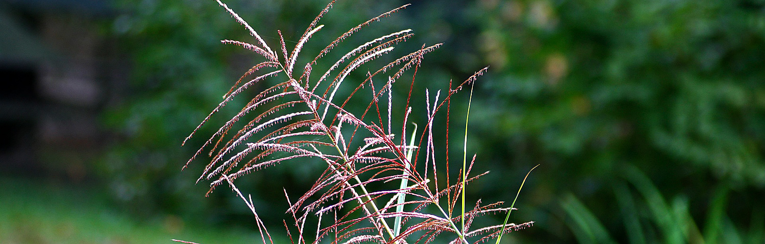 MUHLENBERGIA CAPILLARIS