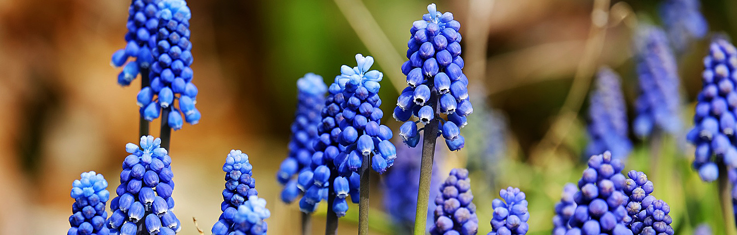 MUSCARI