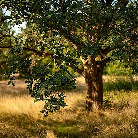 Native Plant Selection