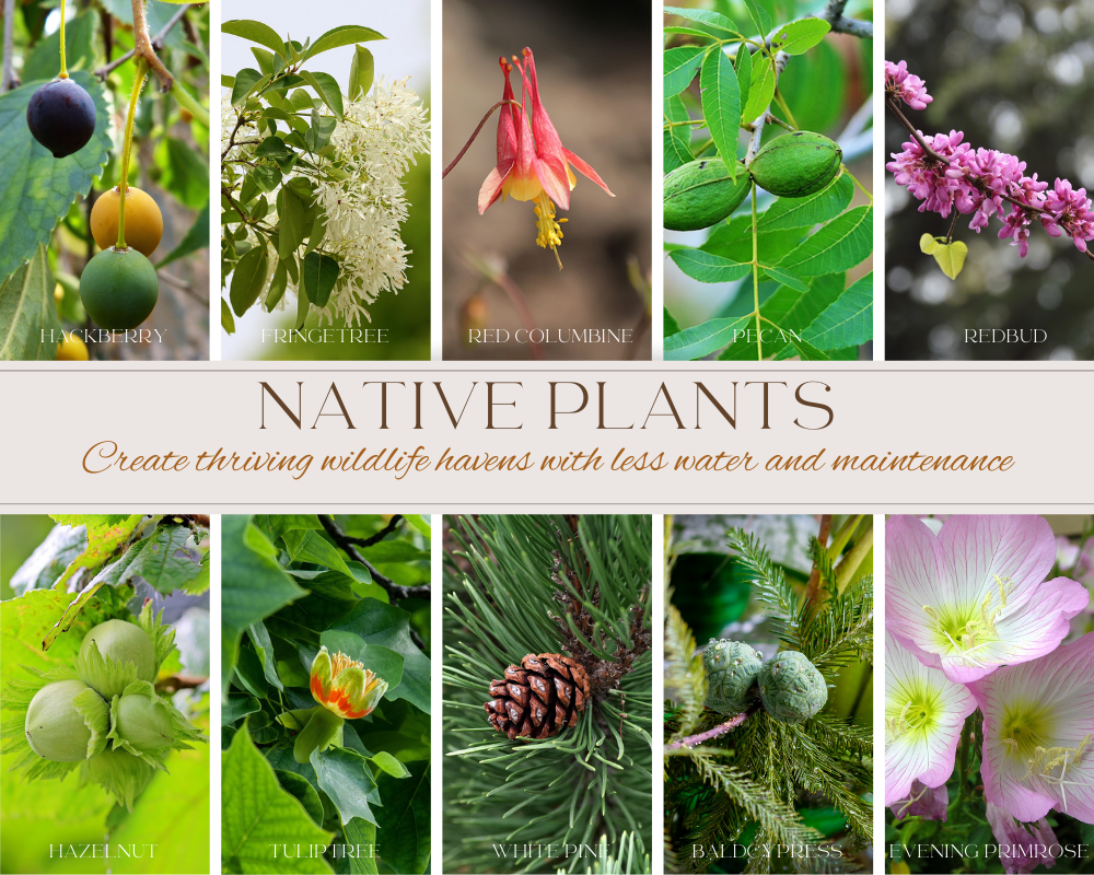 Native Plants Selection