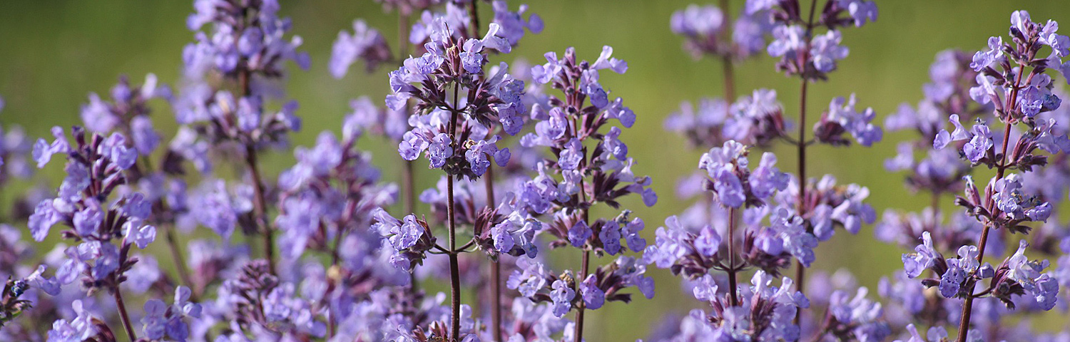 NEPETA JUNIOR WALKER