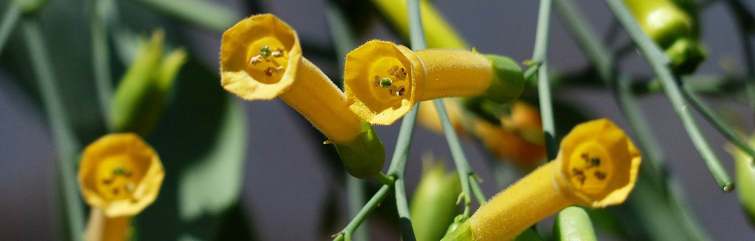 NICOTIANA