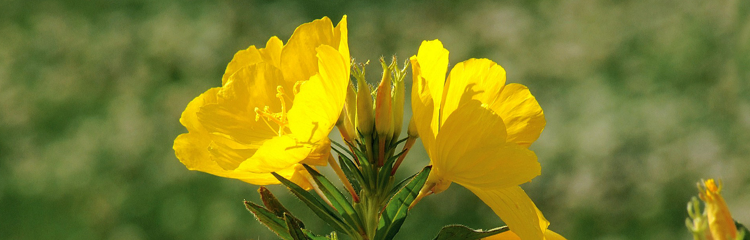 OENOTHERA GLOWING MAGENTA