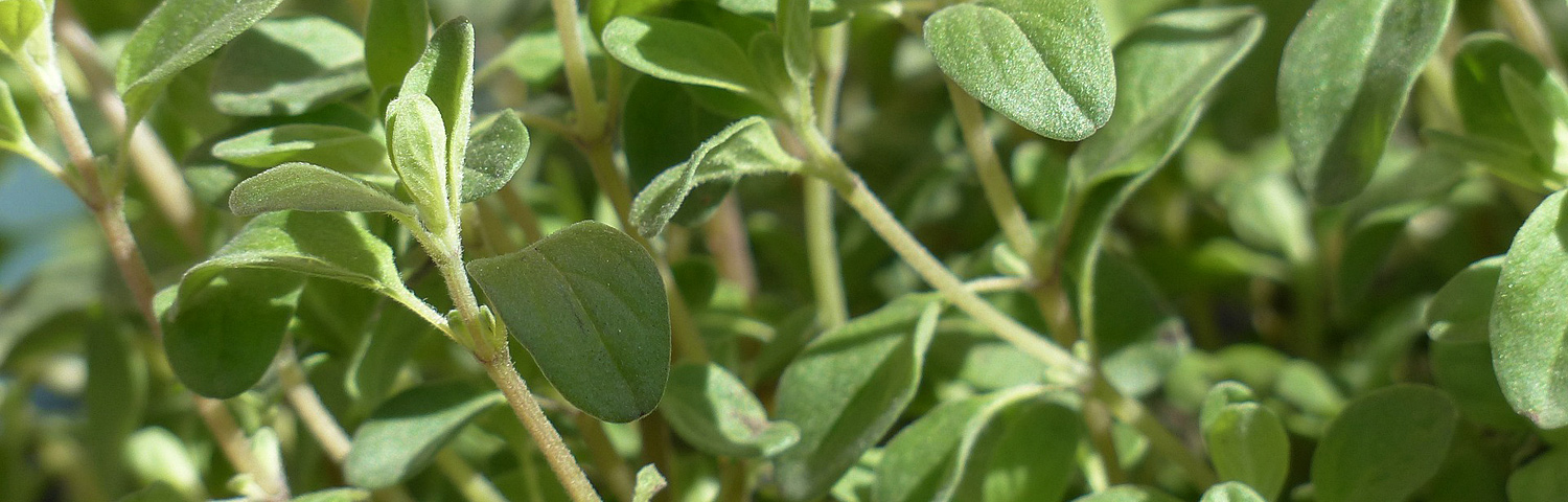 OREGANO