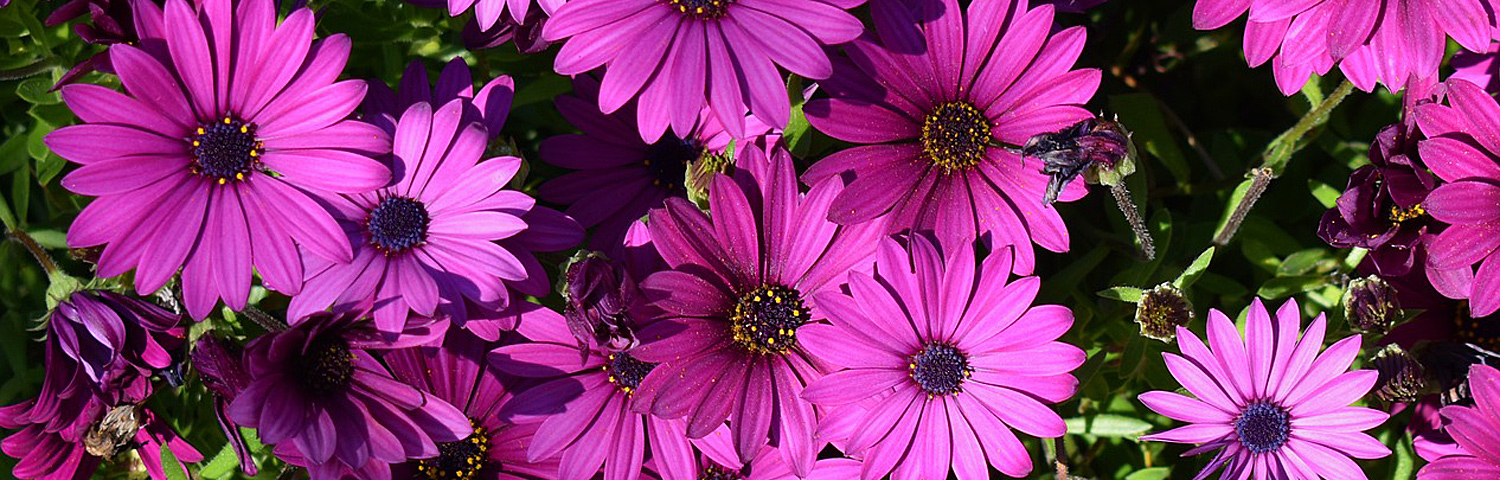 AFRICAN DAISY