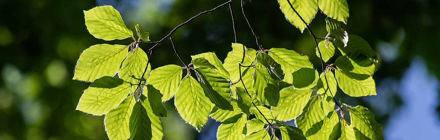 OSTRYA VIR AUTUMN TREASURE