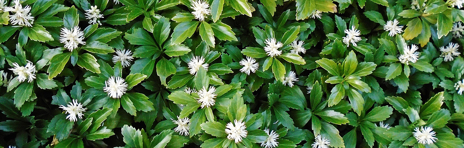 PACHYSANDRA