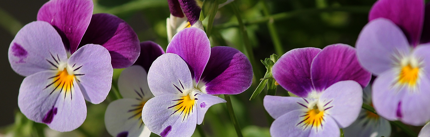 PANSY BLUE BLOTCH