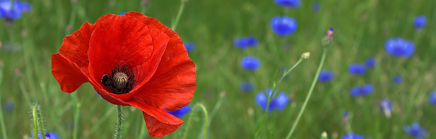 PAPAVER ORI TURKENLOUIS