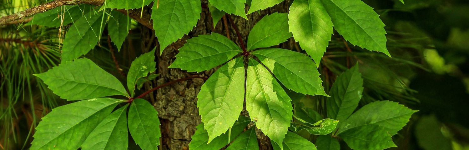 PARTHENOCISSUS