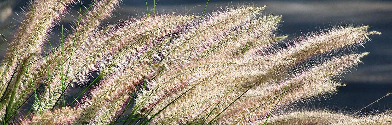 PENNISETUM ALO PIGLET