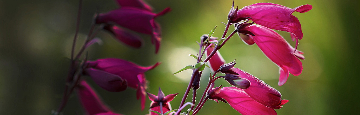 PENSTEMON CHA CHA CHERRY