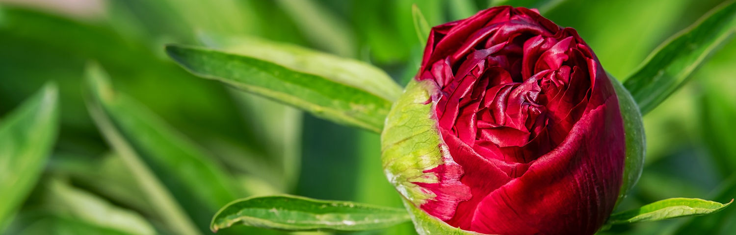 PAEONIA KARL ROSENFIELD