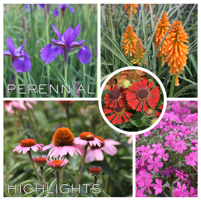 Perennial Highlights