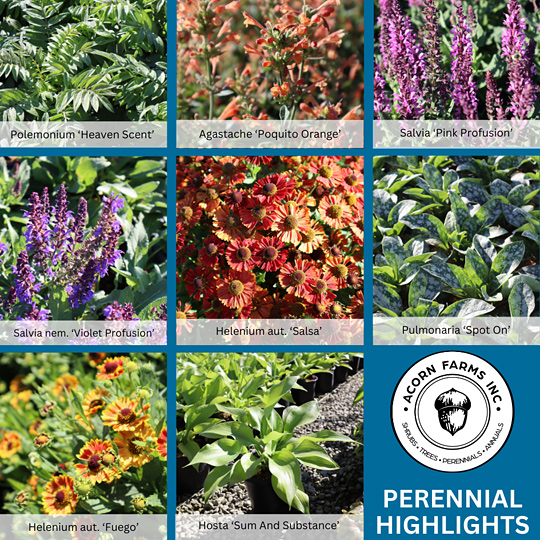 Perennial Highlights