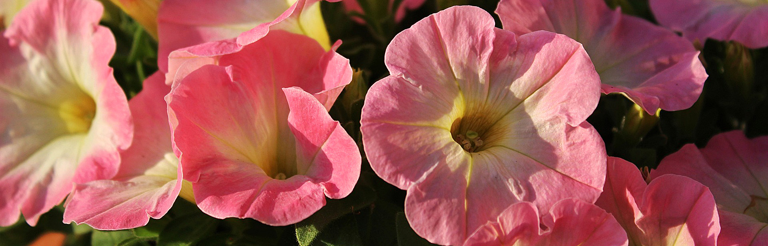 PETUNIA EASY WAVE PINK PASSION