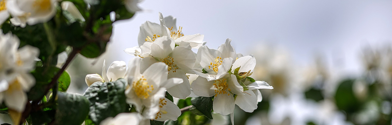 PHILADELPHUS MNSOTA SNOWFLAKE