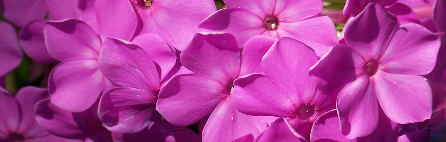 PHLOX PAN GLAMOUR GIRL