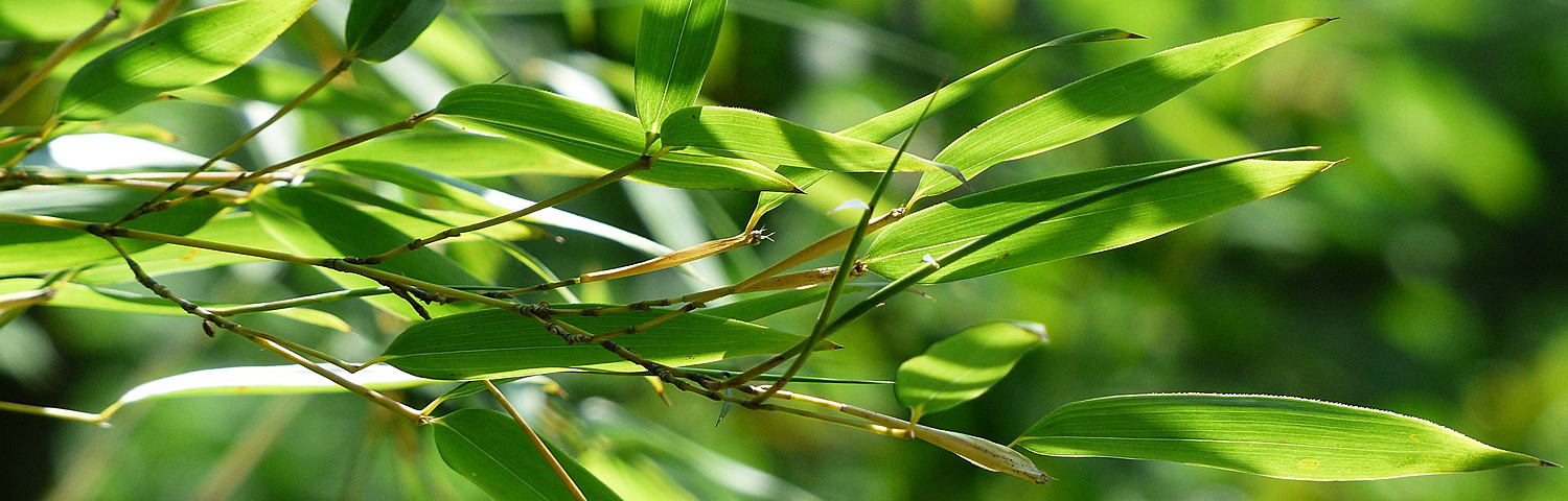 PHYLLOSTACHYS BISSETII