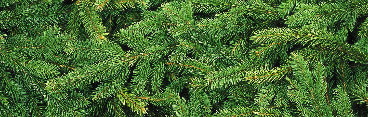 PICEA PUN BABY BLUE