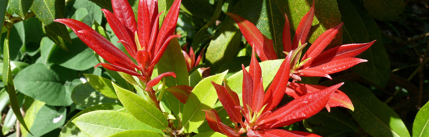 PIERIS