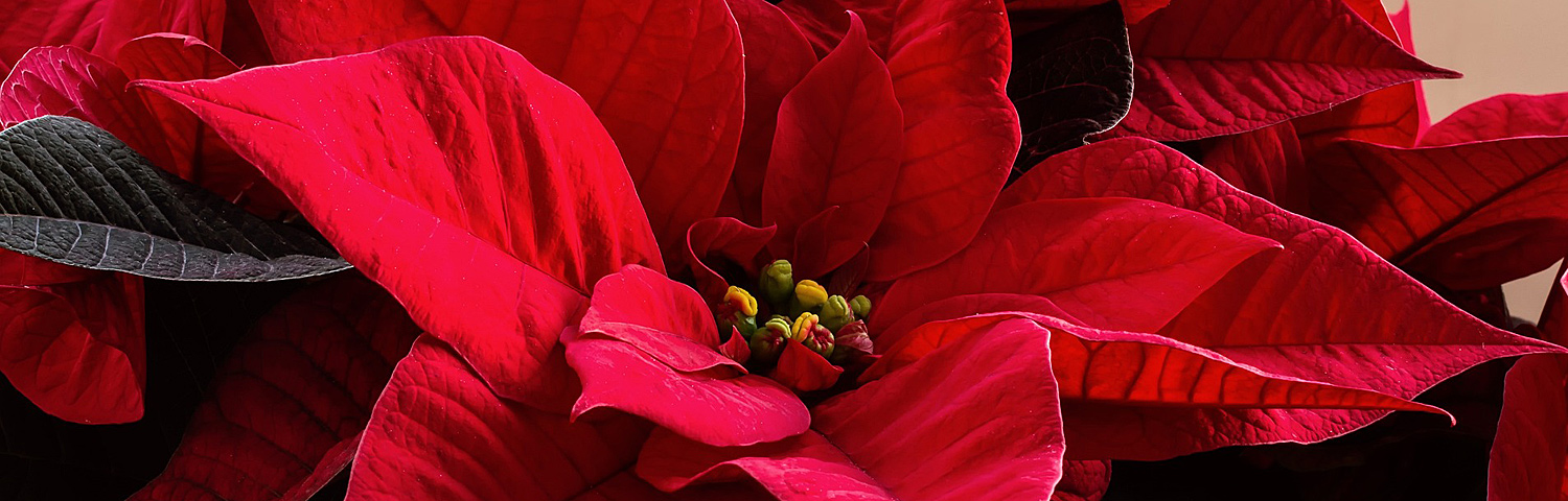 POINSETTIA CINNAMON