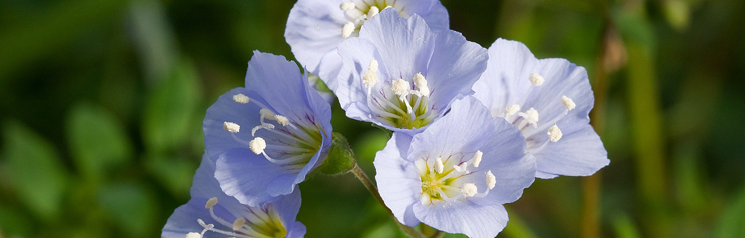 POLEMONIUM