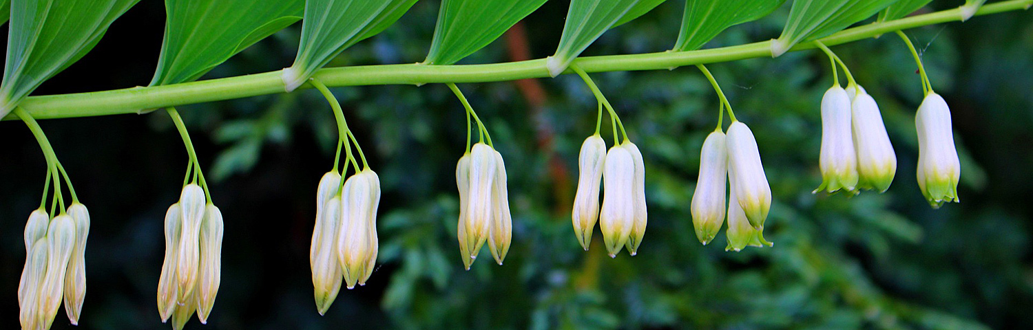 POLYGONATUM