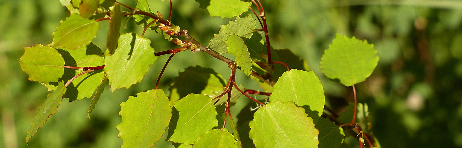 POPULUS