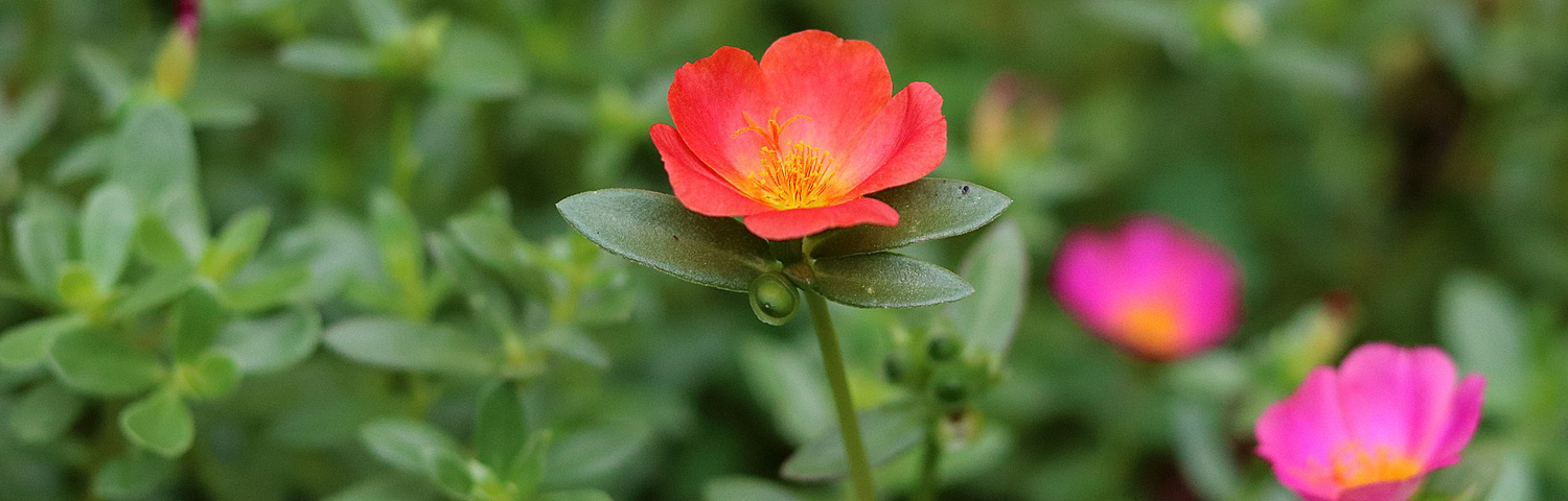 PORTULACA