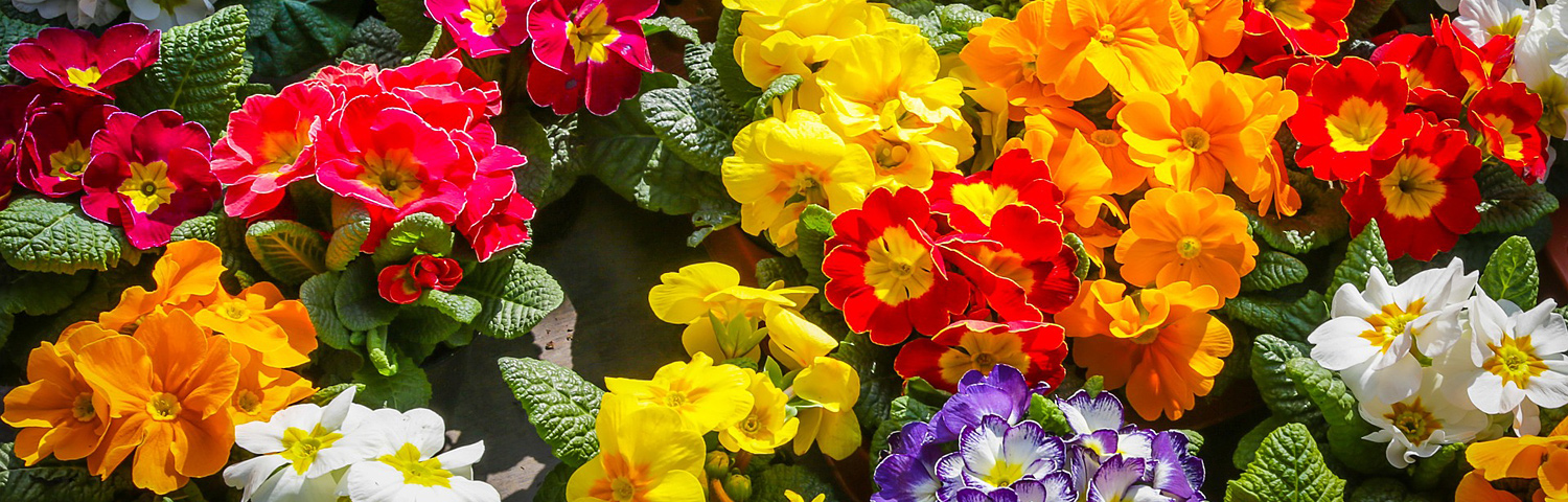 PRIMULA P BELARINA MANDARIN