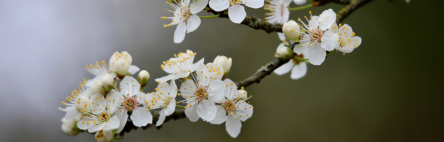 PRUNUS LAU GREEN GOBLET