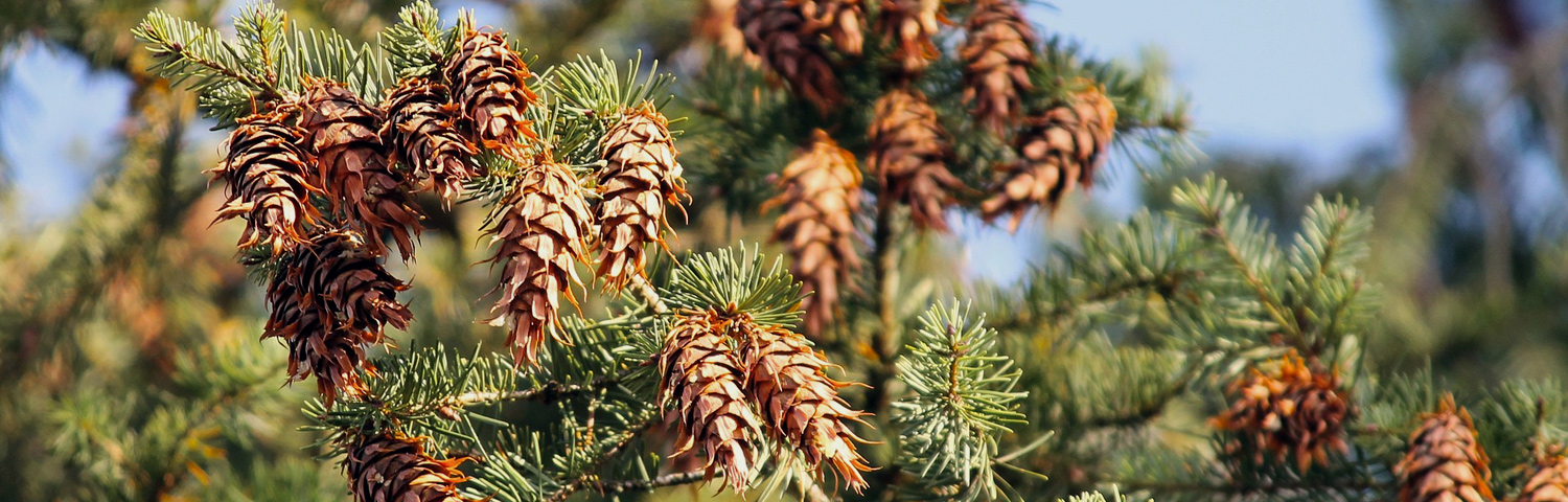 PSEUDOTSUGA MENZIESII