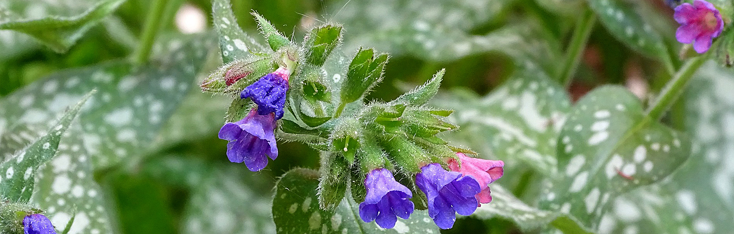 PULMONARIA