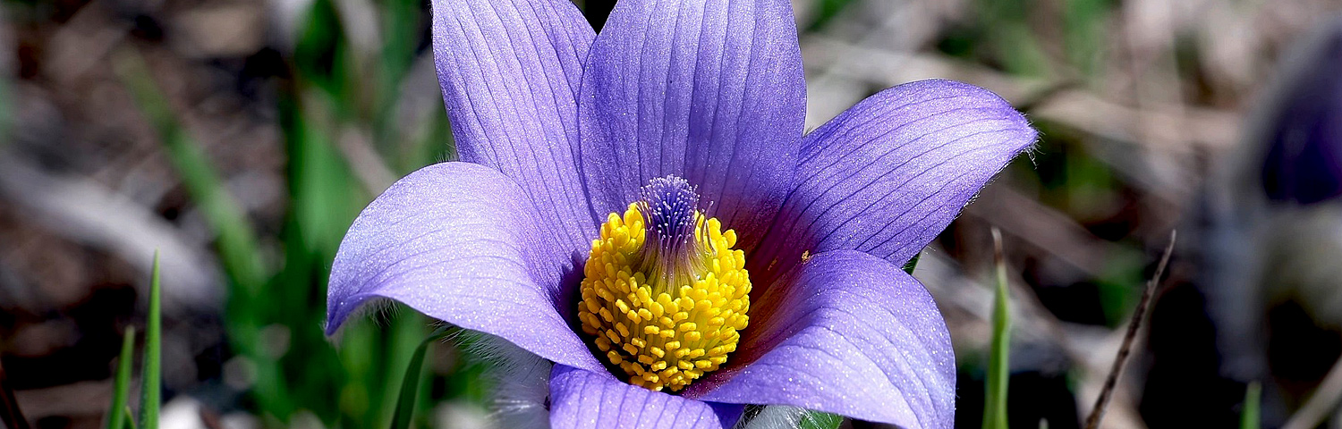 PULSATILLA VULGARIS