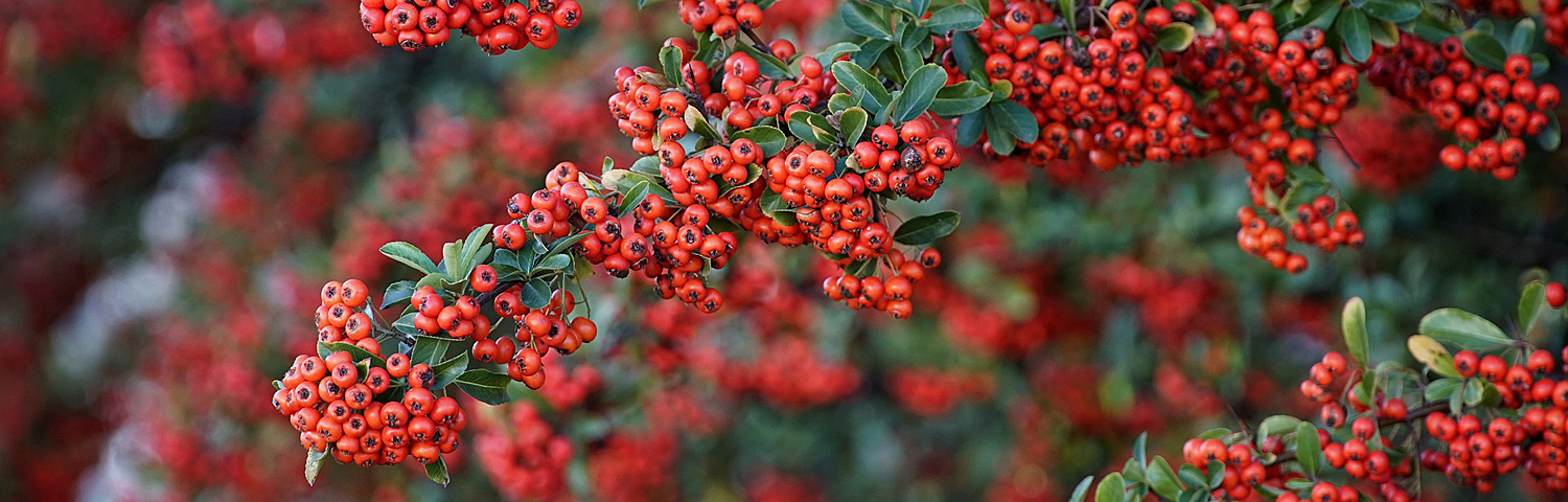 PYRACANTHA COC MOJAVE