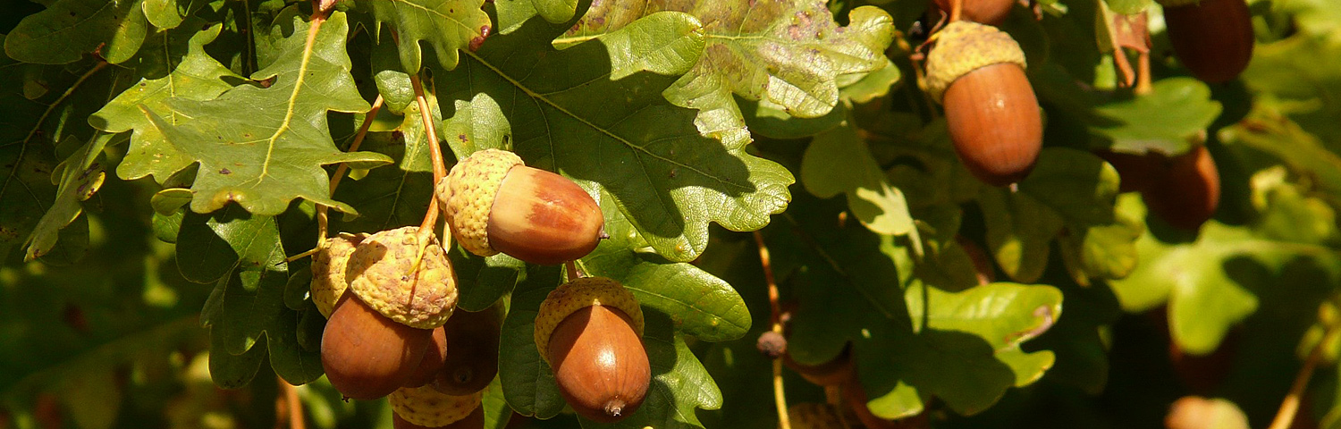 QUERCUS PAL PACIFIC BRILLIANCE