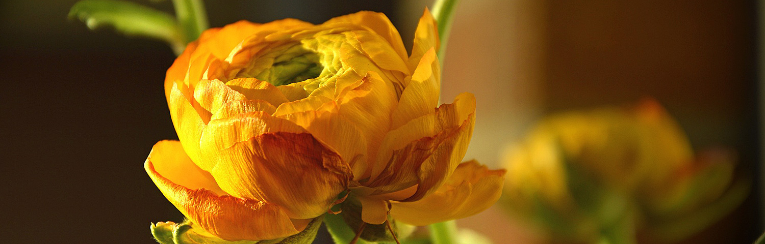 RANUNCULUS