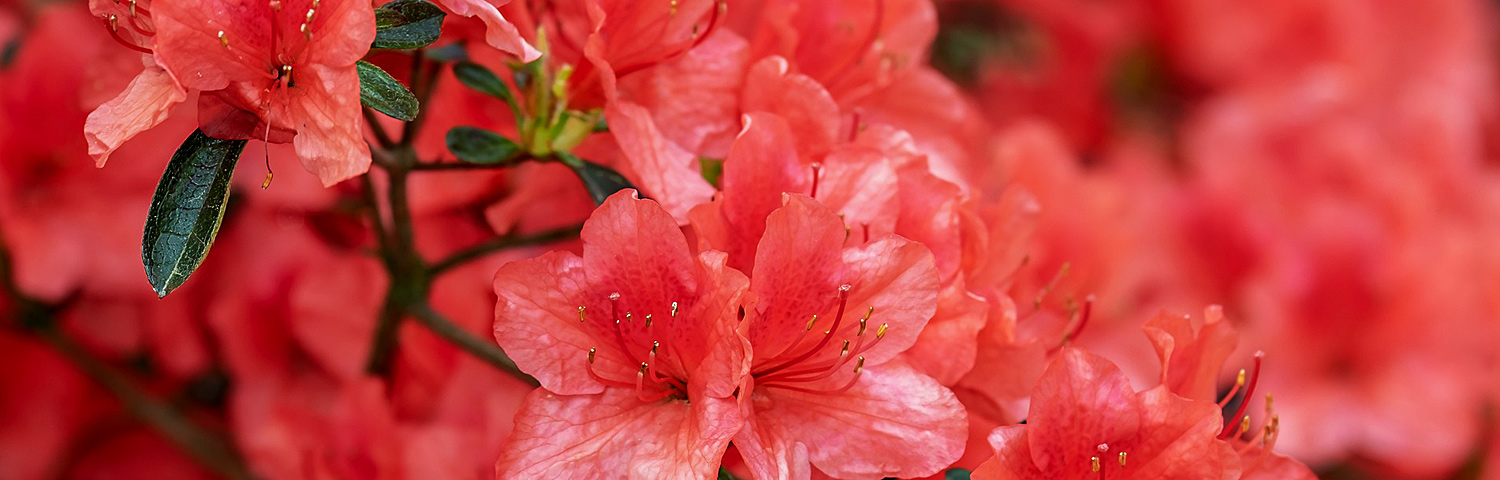 RHODODENDRON CAT NOVA ZEMBLA