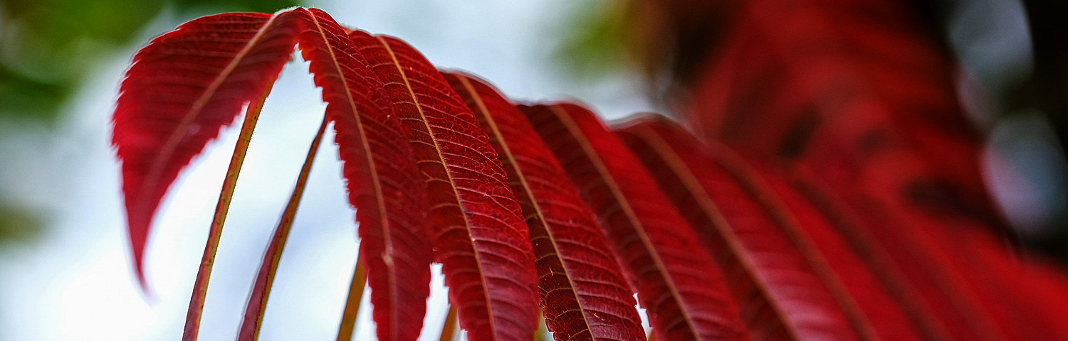 red fruit