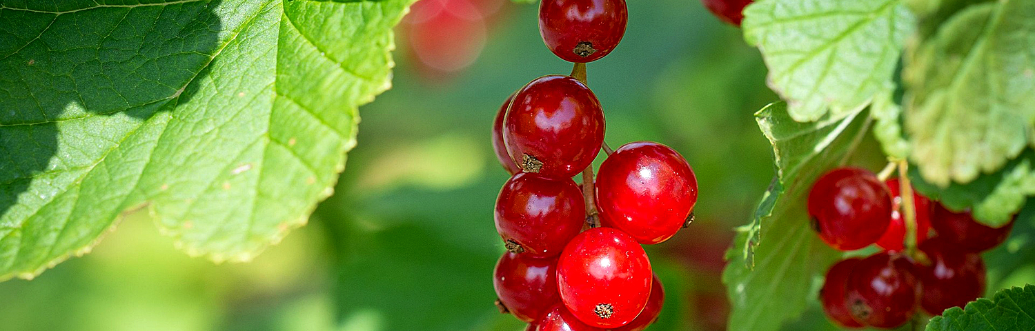 RIBES