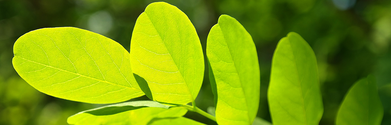 ROBINIA