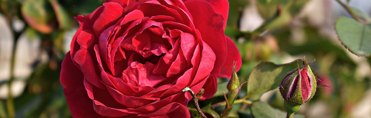 ROSA HEAVENLY SCENTED HT