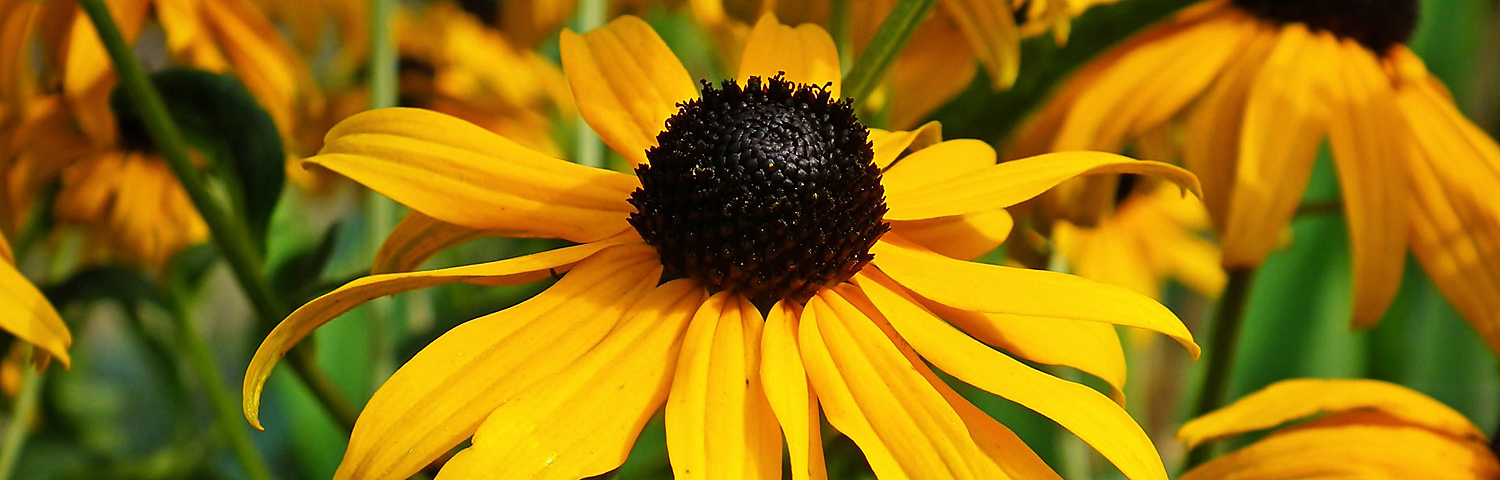 RUDBECKIA