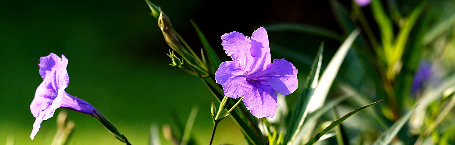 RUELLIA