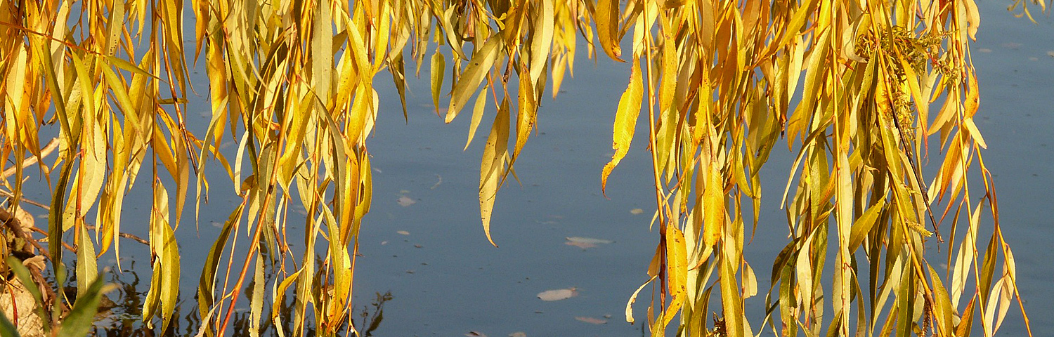 SALIX CAN ICEBERG ALLEY