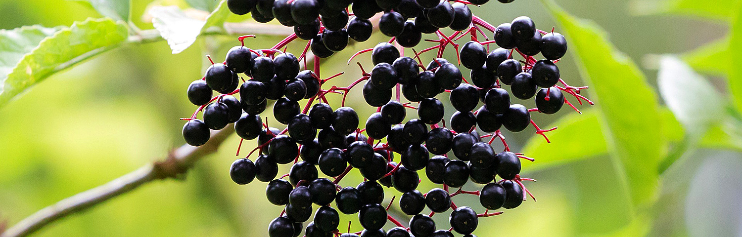 SAMBUCUS NIG GUINCHO PURPLE