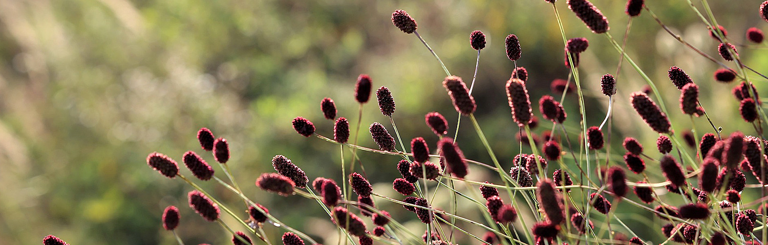 SANGUISORBA LITTLE ANGEL