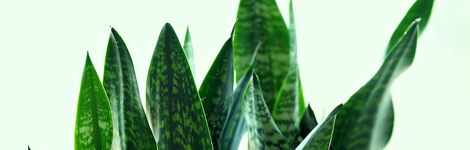 SANSEVERIA